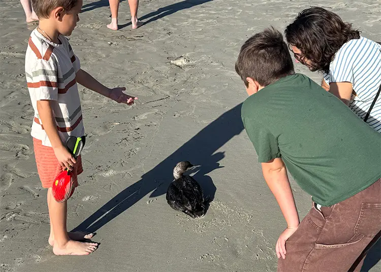 Paddleboarding Morning Leads to Surprise Wildlife Rescue