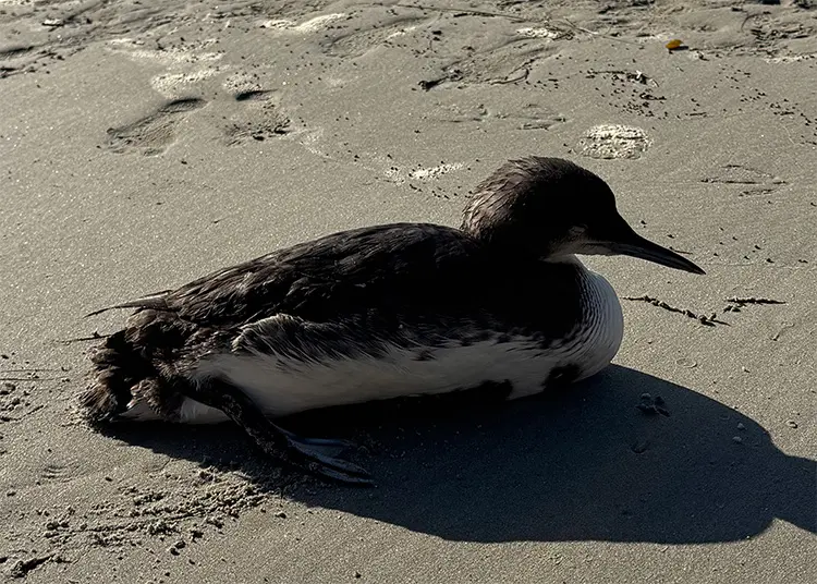 Seabird on baby beach in dana point harbor