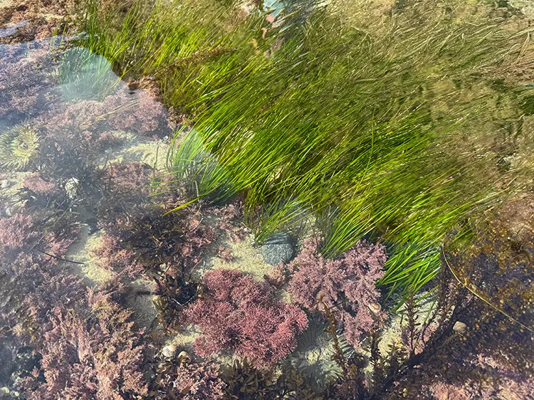 Exploring the Tidepools: A Perfect Afternoon in Dana Point