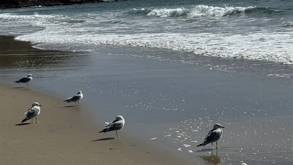 5 seabirds on the shoreline