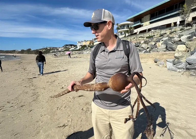 Naturalist Julian Miller at the Beach with Kelp