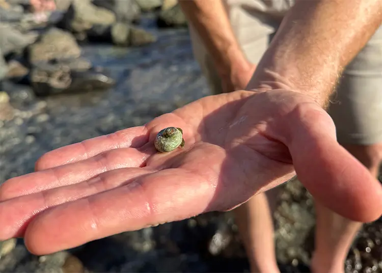 hermit crab walking on hand v2